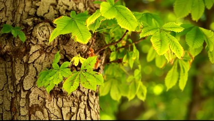 Wall Mural - View under small green leaves chestnut trees at springtime