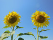 Sunflower, sunny day, blue clear sky as background
