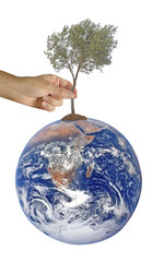 Wall Mural - Planting olive tree