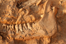 Fossil Jaw Bone Of An Extinct Giraffe (Sivathere)