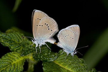 Himmelblauer Blaeuling (Lysandra bellargus ROTT.)