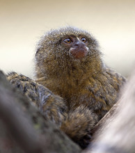 Pygmy Marmoset Or Dwarf Monkey