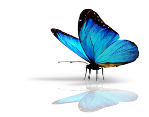 Blue butterfly on white background