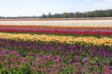 Fototapeta Sawanna - Distesa a fasce di tulipani colorati