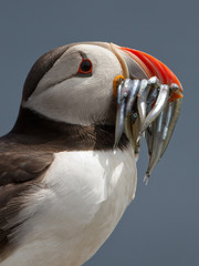 Wall Mural - Puffin