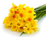 Fototapeta Tulipany - beautiful yellow daffodils isolated on white