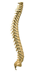 Wall Mural - human spine