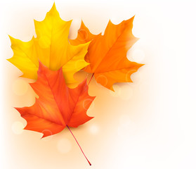 Poster - Autumn background with leaves