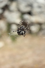 closeup of black and white spider in web