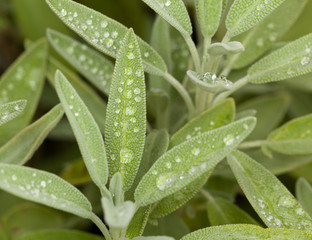 Sage leaves on herb plant in macro