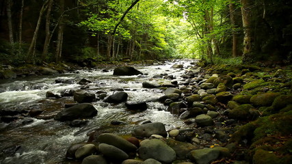 mountain river in the wood
