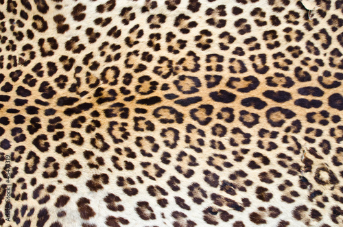 Naklejka na meble Tiger fur 01