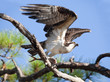 Osprey Taking Flight with Fish in Talons