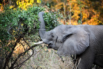 Wall Mural - elephant detail