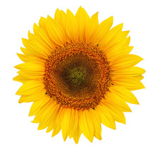 Beautiful Yellow Sunflower Petals Closeup