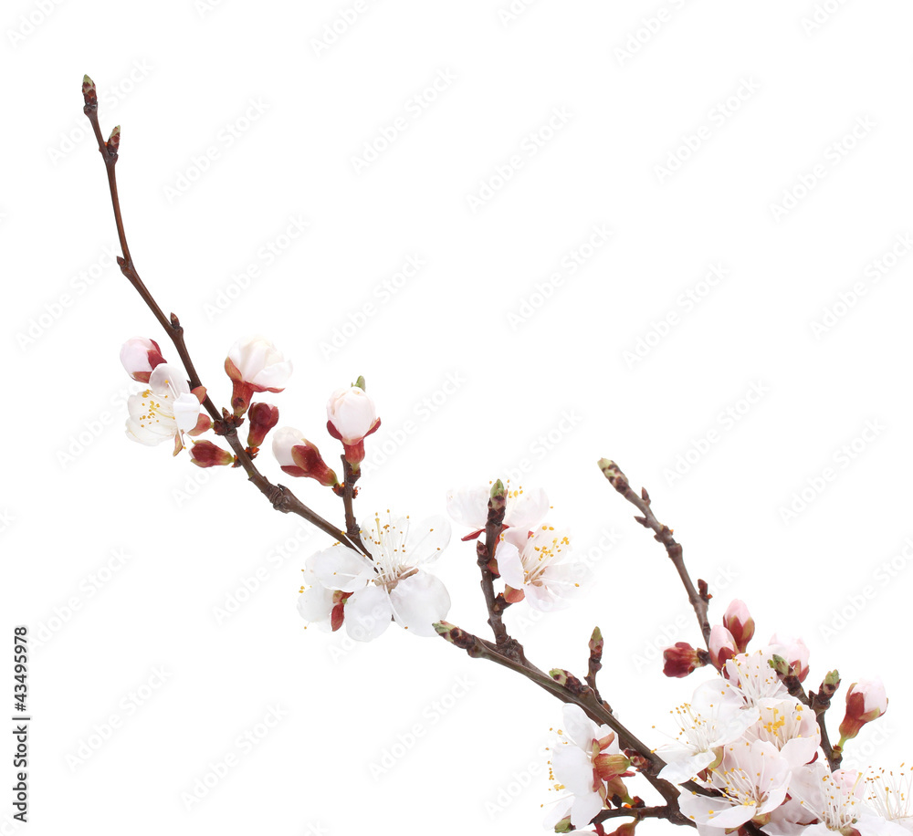 beautiful apricot blossom isolated on white.