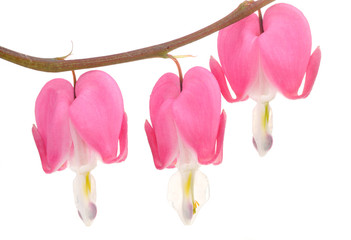 Wall Mural - Pink Bleeding Heart (Lamprocapnos Spectabilis) Flowers on White