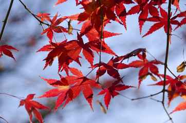 Wall Mural - colorful autumn leaves background