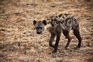 Wall Mural - spotted hyena