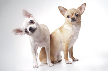 Two Chihuahua Dog On White Background