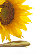 Sunflower With Pouring Oil And Yellow Blossom Concept