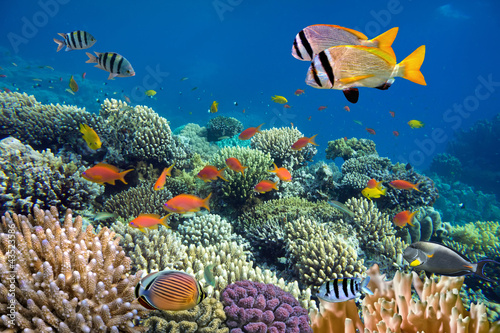 Naklejka na meble Underwater shoot of vivid coral reef with a fishes