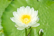 White lotus blossoms or water lily flowers blooming on pond.