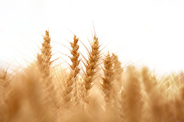 Wheat field