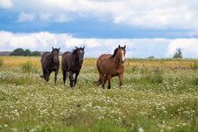 Three Horses Walk In Field