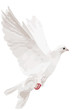 white isolated dove illustration