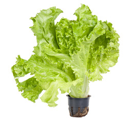 green lettuce isolated on white