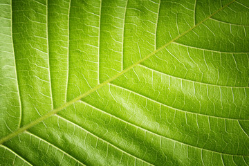 Wall Mural - Green leaf closeup background