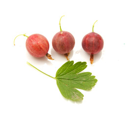 Canvas Print - gooseberries on a white background