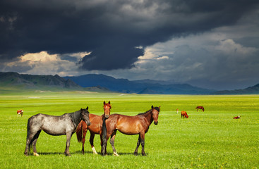 Wall Mural - Grazing horses