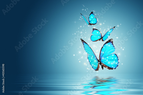 niebieskie-motyle