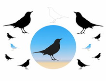 Birds Silhouette, Blackbird, Isolated On White Background