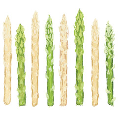 fresh green and white asparagus vegetable isolated