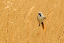 Bearded Reedling Or Bearded Tit Perched On Reed Stem