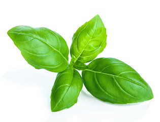 Wall Mural - basil isolated