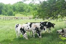 Cows Grazing On Meadow Under Tree