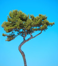 Maritime Pine Curved Tree On Blue Sky Background. Provence, Fran