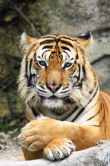 Wall Mural - tiger