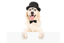 A Dog With Hat And Bow Tie Standing Behind A White Panel