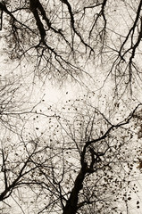  Bare trees