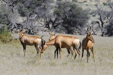 Red Hartebeest (Alcelaphus Caama) Family Herd,Kgalagadi Park