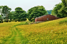 Old Barn In A Yorkshire Dales Hay Meadow
