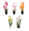 five orchids on pots on white background