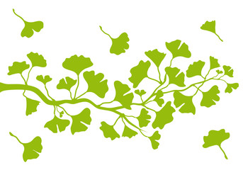 ginkgo branch with leaves, vector