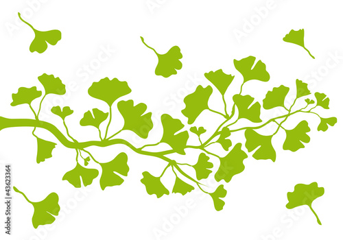 Naklejka ścienna ginkgo branch with leaves, vector