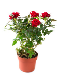 Wall Mural - Rose Flower growing in the Pot. Gardening